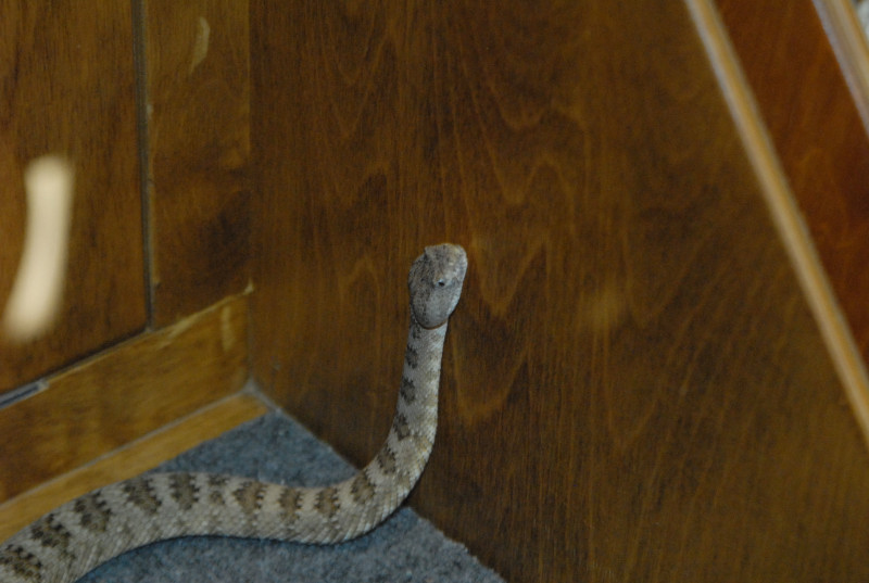 Biology of the Rattlesnakes 2011