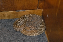 Biology of the Rattlesnakes 2011