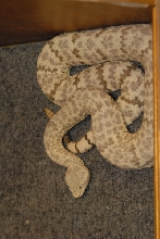 Biology of the Rattlesnakes 2011