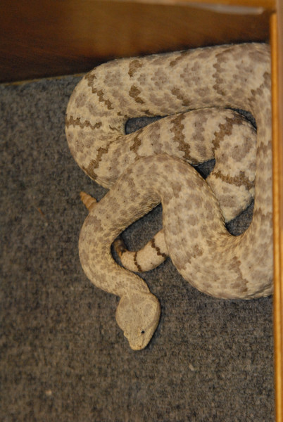 Biology of the Rattlesnakes 2011