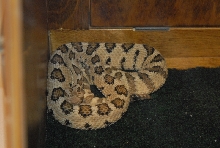 Biology of the Rattlesnakes 2011