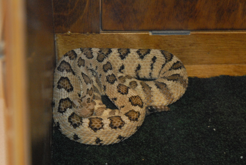 Biology of the Rattlesnakes 2011