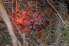 Biology of the Rattlesnakes 2011