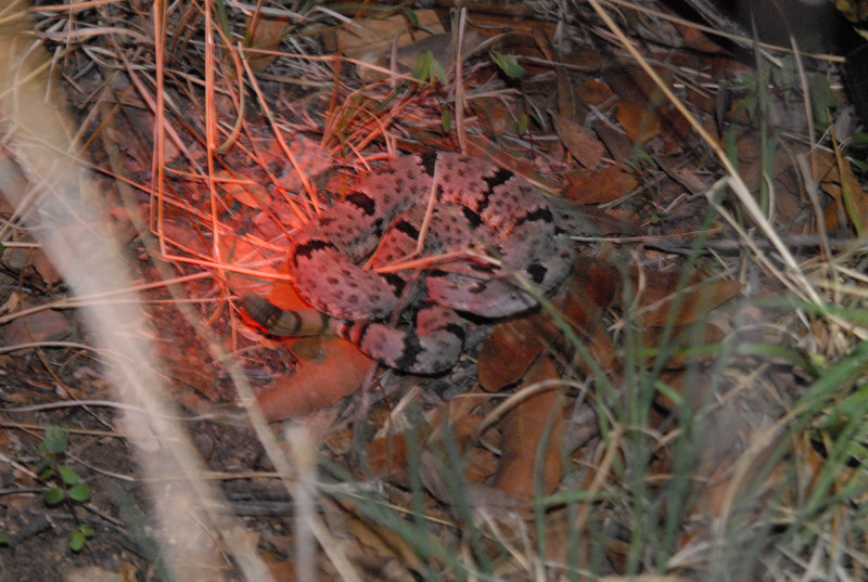 Biology of the Rattlesnakes 2011