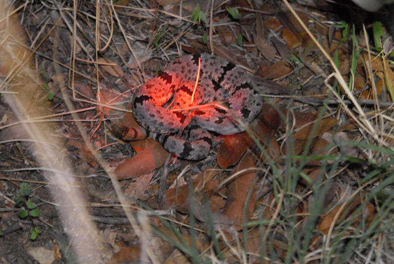 Biology of the Rattlesnakes 2011