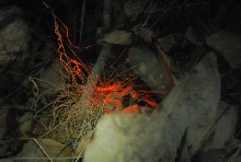 Biology of the Rattlesnakes 2011