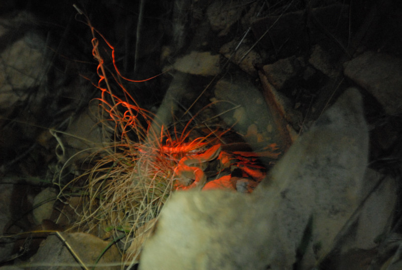 Biology of the Rattlesnakes 2011