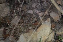 Biology of the Rattlesnakes 2011