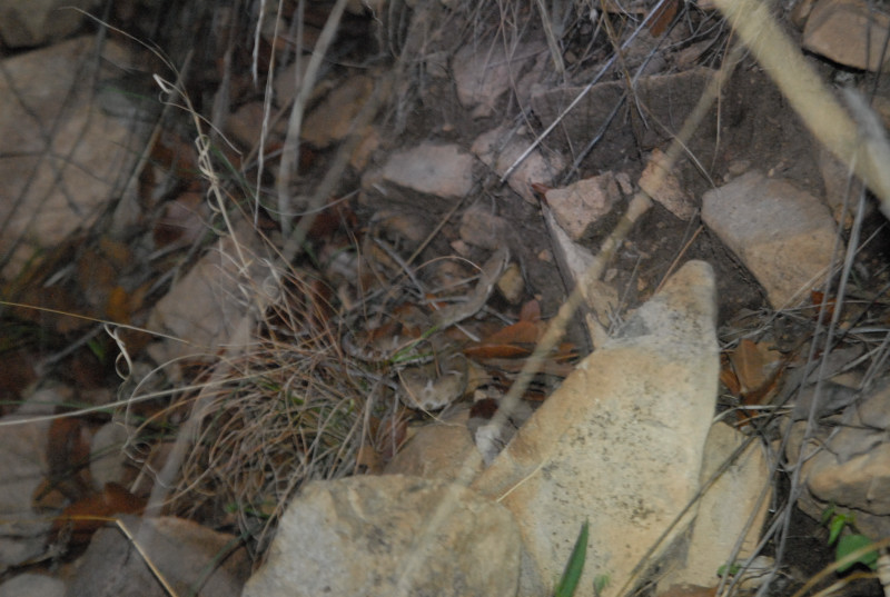 Biology of the Rattlesnakes 2011
