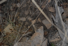 Biology of the Rattlesnakes 2011