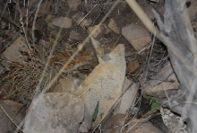 Biology of the Rattlesnakes 2011