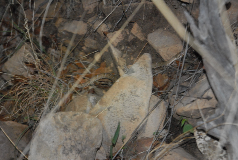 Biology of the Rattlesnakes 2011