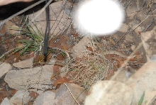 Biology of the Rattlesnakes 2011