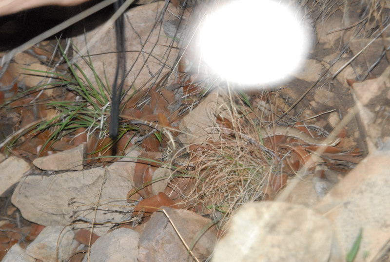 Biology of the Rattlesnakes 2011
