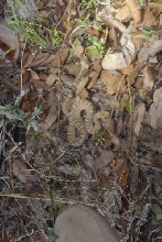 Biology of the Rattlesnakes 2011
