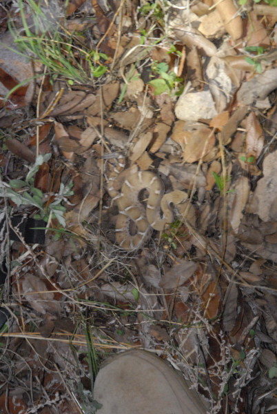 Biology of the Rattlesnakes 2011
