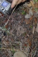 Biology of the Rattlesnakes 2011
