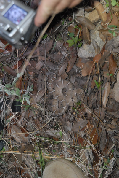 Biology of the Rattlesnakes 2011