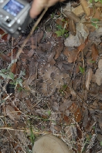 Biology of the Rattlesnakes 2011