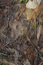 Biology of the Rattlesnakes 2011
