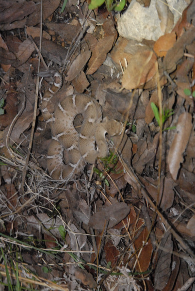 Biology of the Rattlesnakes 2011