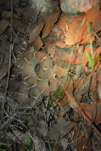 Biology of the Rattlesnakes 2011