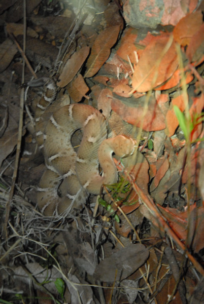 Biology of the Rattlesnakes 2011