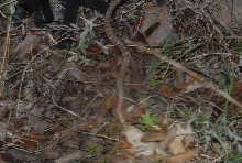 Biology of the Rattlesnakes 2011