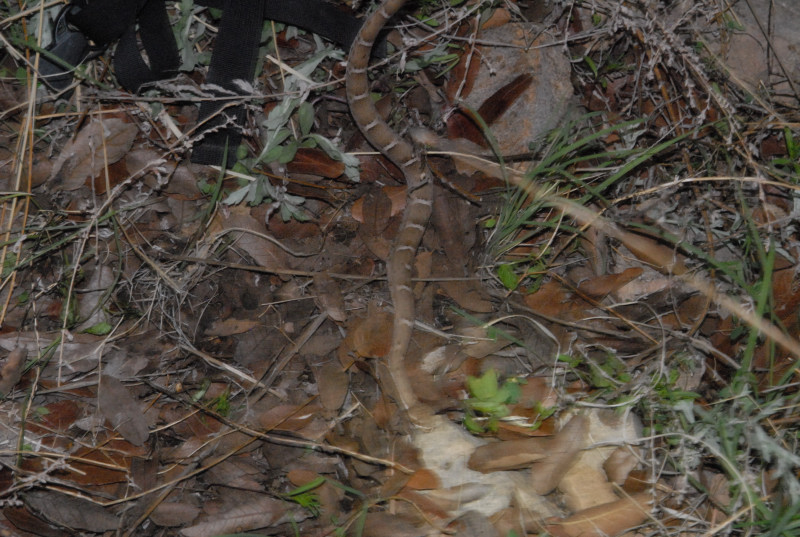 Biology of the Rattlesnakes 2011