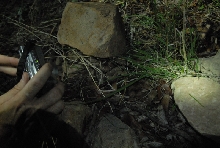 Biology of the Rattlesnakes 2011