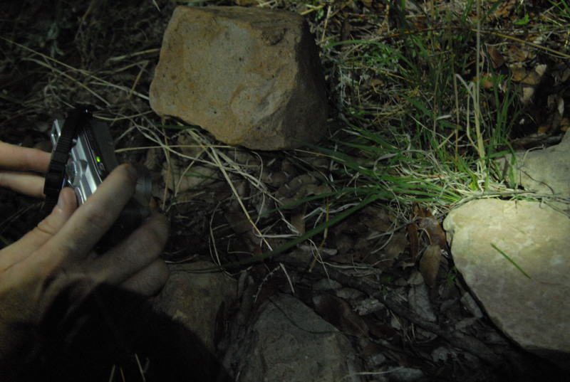 Biology of the Rattlesnakes 2011
