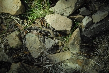 Biology of the Rattlesnakes 2011