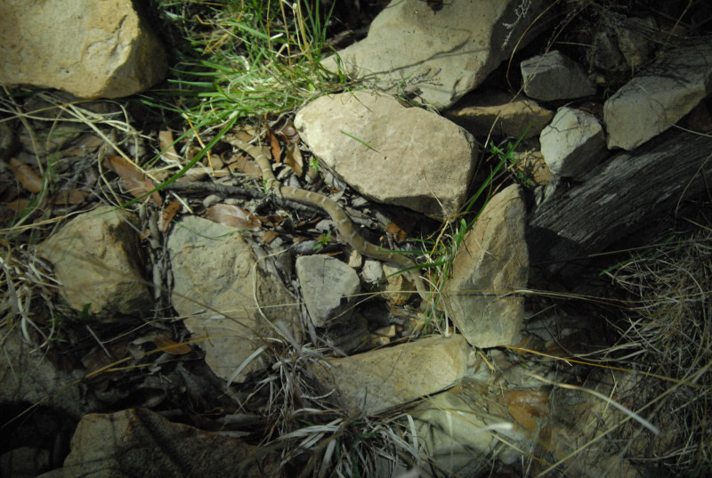Biology of the Rattlesnakes 2011