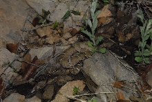 Biology of the Rattlesnakes 2011