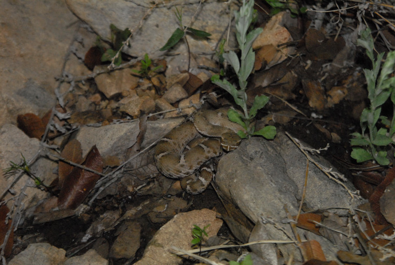 Biology of the Rattlesnakes 2011