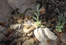 Biology of the Rattlesnakes 2011