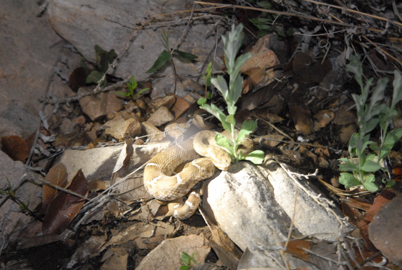 Biology of the Rattlesnakes 2011