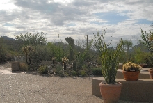 Biology of the Rattlesnakes 2011