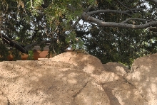 Biology of the Rattlesnakes 2011