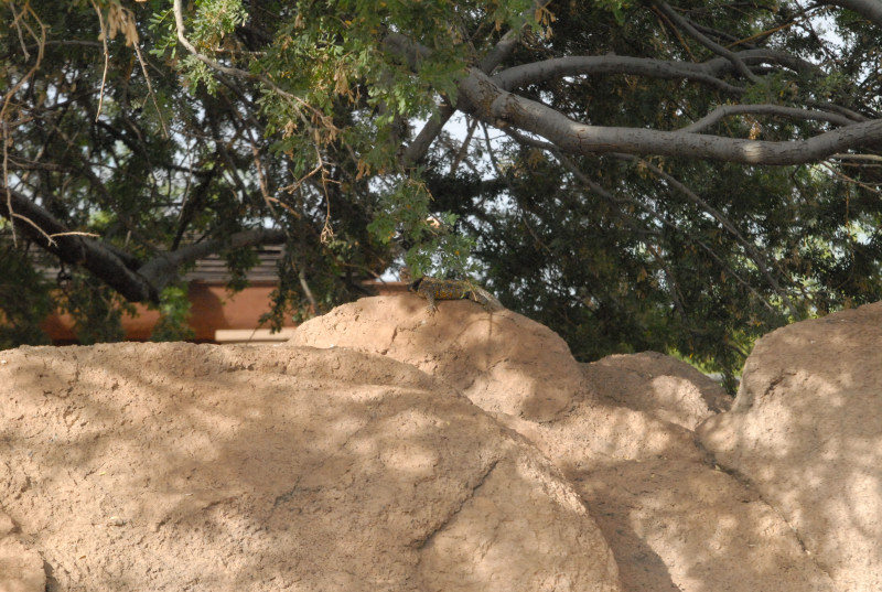 Biology of the Rattlesnakes 2011
