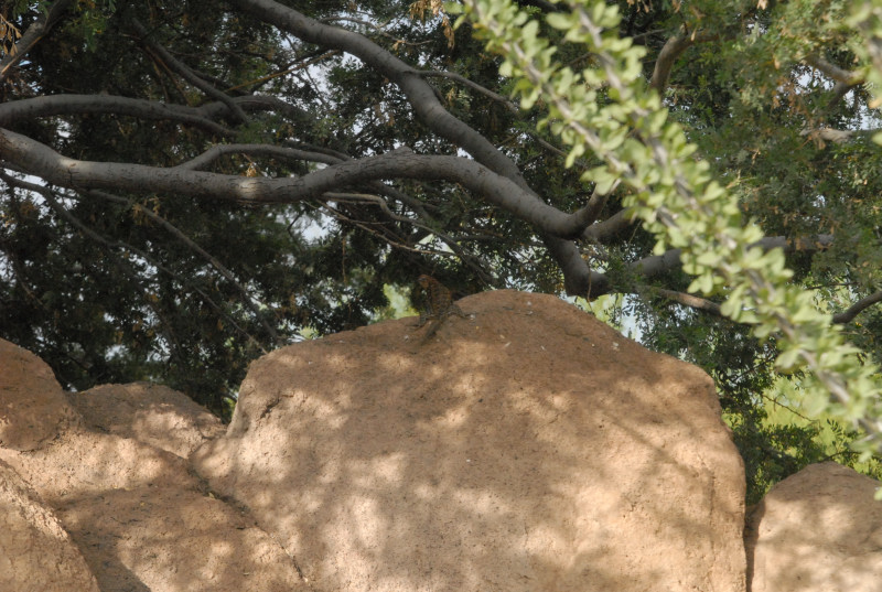 Biology of the Rattlesnakes 2011