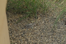 Biology of the Rattlesnakes 2011