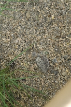 Biology of the Rattlesnakes 2011