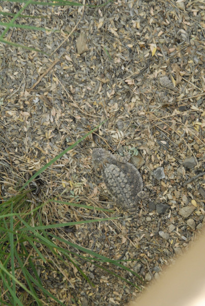 Biology of the Rattlesnakes 2011