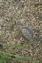 Biology of the Rattlesnakes 2011
