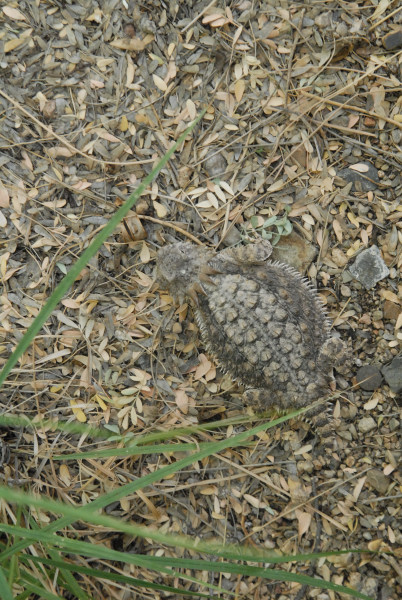 Biology of the Rattlesnakes 2011