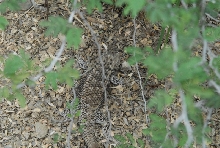 Biology of the Rattlesnakes 2011