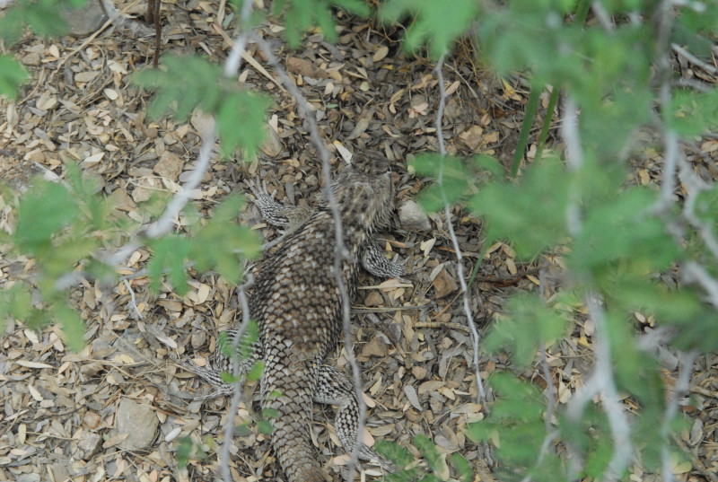Biology of the Rattlesnakes 2011