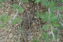 Biology of the Rattlesnakes 2011