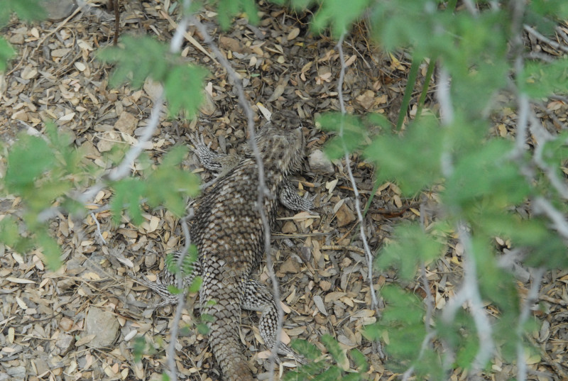 Biology of the Rattlesnakes 2011
